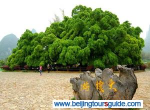 Big Banyan Tree