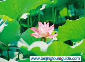 Lily Pad Flower at Summer Palace