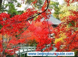Fall Foliage at Xiangshan Park